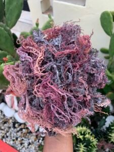 Purple Seamoss - Bulk Orders